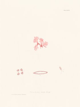 Bradbury Seaweed 077