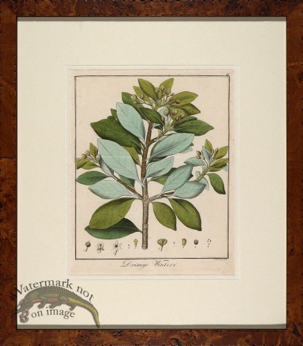 (image for) Hayne\'s Botanical in Burl 12