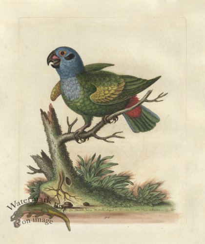 (image for) Edwards Parrot 34.jpg