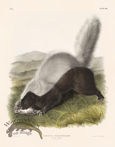 053 Texan Skunk