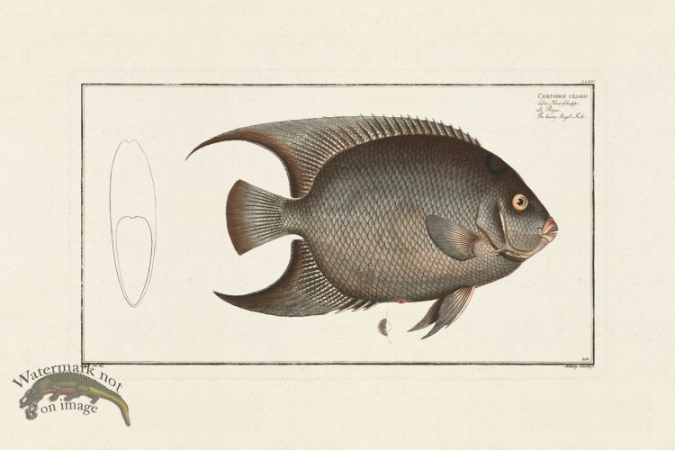 (image for) BLOCH FISH 214