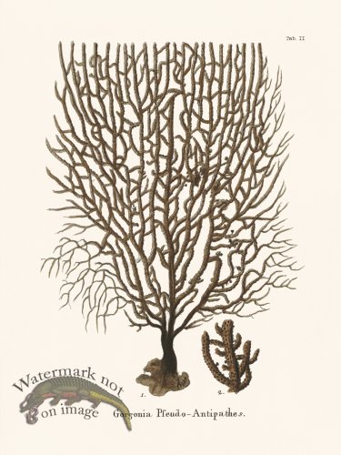 (image for) Esper Coral 002