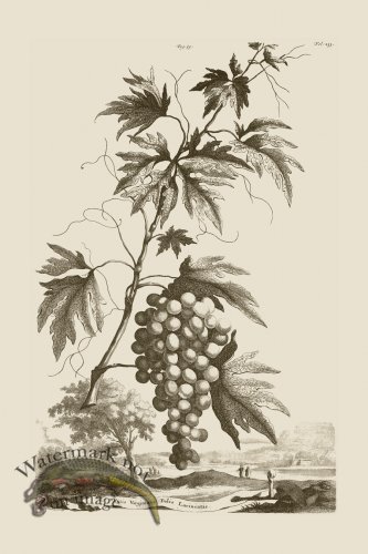 (image for) Abraham Munting 059