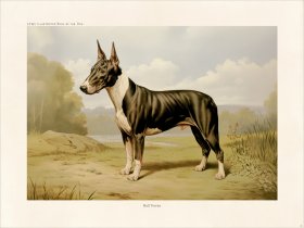 CFA Dog Bull Terrier 02