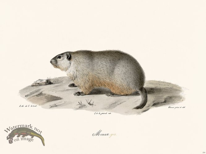 (image for) Cuvier 254 Monax Gray