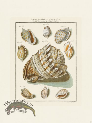 (image for) Martini Shells 016