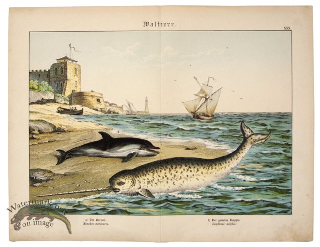 (image for) Narwhal Dolphin 