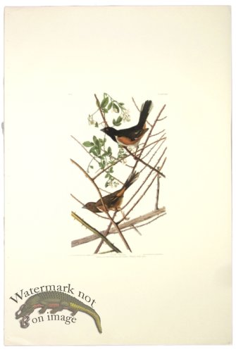 (image for) Towhe Bunting