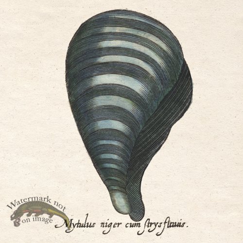 (image for) Merian Shell 5