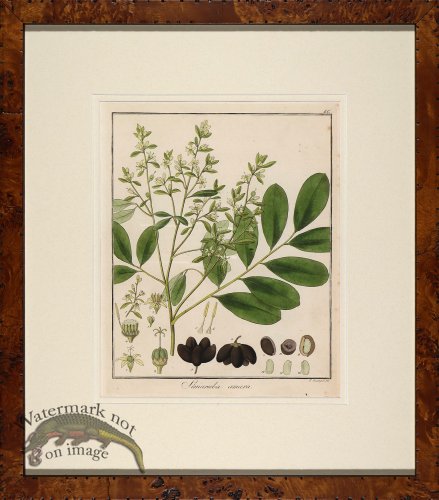 (image for) Hayne\'s Botanical in Burl 06