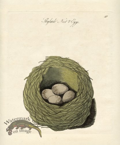 (image for) Skylark Nest Eggs