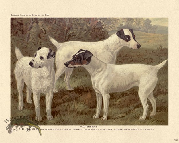 (image for) Cassell Dog 19