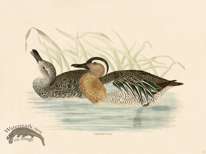 (image for) 23 BGB GARGANEY TEAL