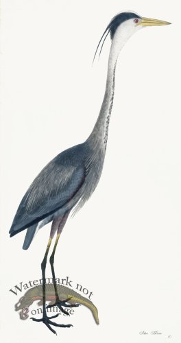 (image for) Rudbeck 040 Blue Heron 18x34