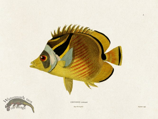 (image for) Werner Fish 002