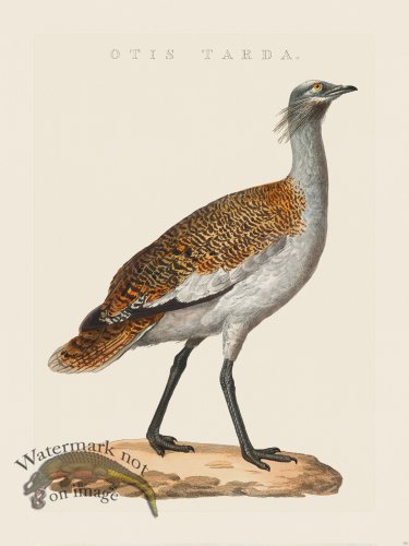 (image for) Nozeman Bird 115