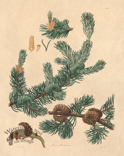 (image for) Lambert Pine 03