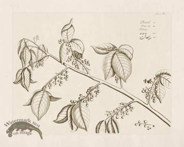 (image for) HORTUS VOl 05 12