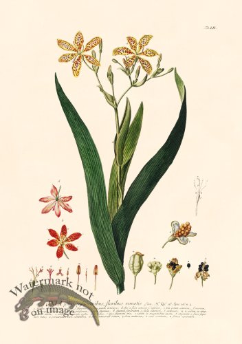 (image for) Trew Botanical 52