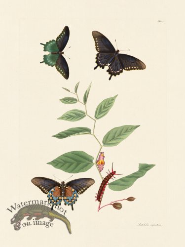 (image for) Abbot Butterfly 003