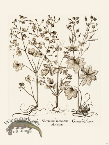 (image for) Besler 024 B1