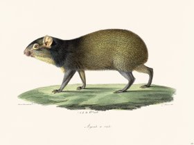 Cuvier 234 Crested Agoule