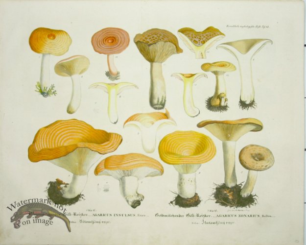 (image for) Mushroom Atlas 26