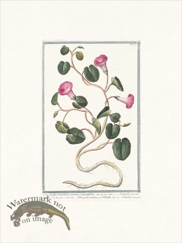 (image for) Bonelli 020 Brassica marina