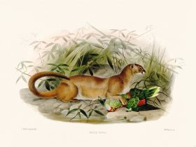 Elliot Cat 14 Cat Eyra