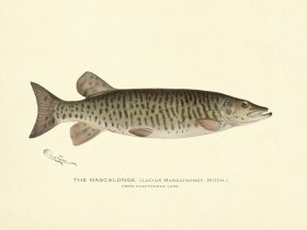 Mascalonge Chautauqua Lake