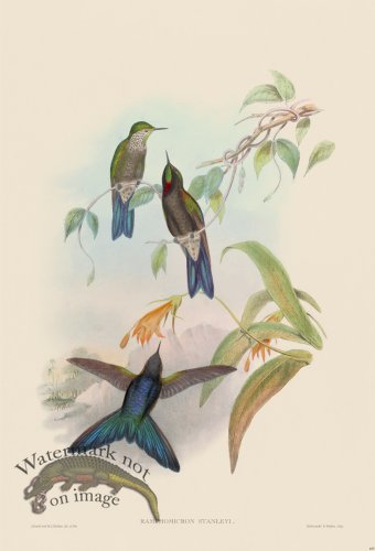 (image for) Gould Hummingbird 185