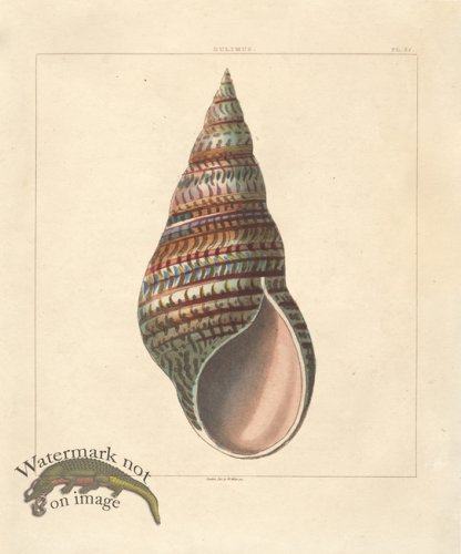 (image for) SingleShell 07