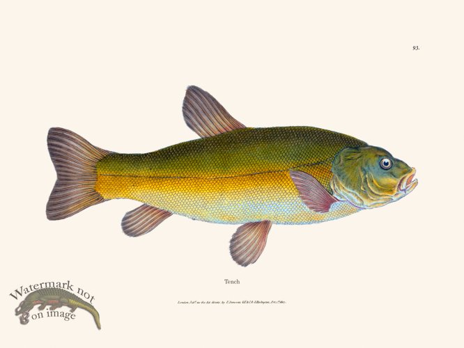 (image for) 093 Tench