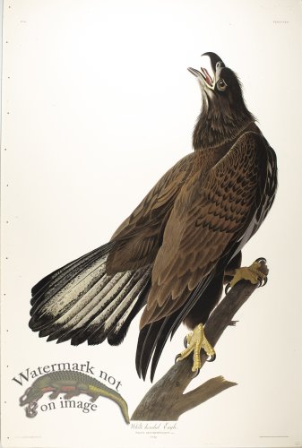 (image for) White-Headed Eagle