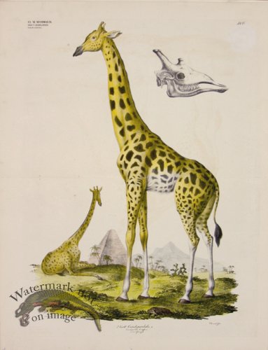 (image for) Goldfuss Giraffe
