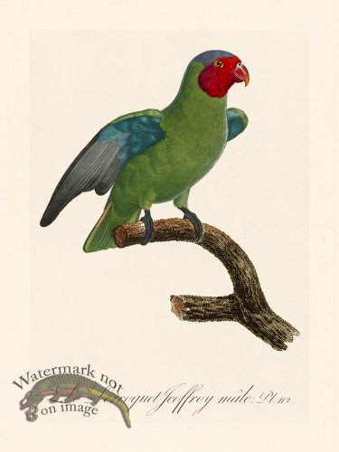 (image for) Barraband Parrot 112