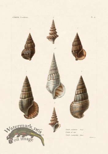 (image for) French Shell 027
