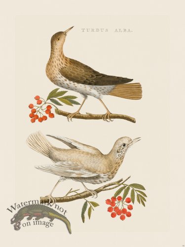 (image for) Nozeman Bird 155