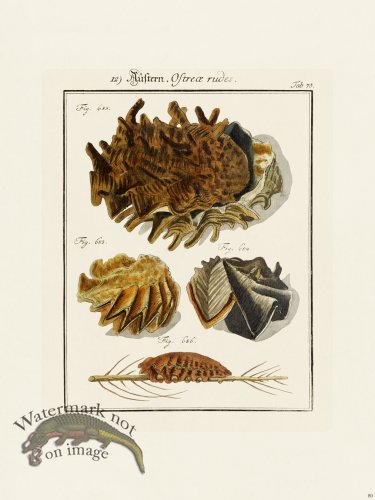 (image for) Martini Shells 080