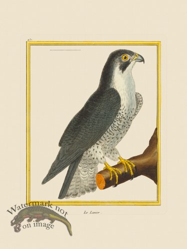 (image for) Martinet Bird 430