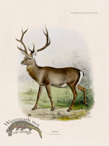 Lydekker Deer 04