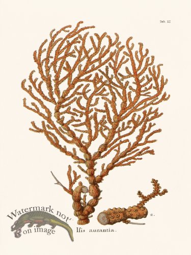 (image for) Esper Coral 011