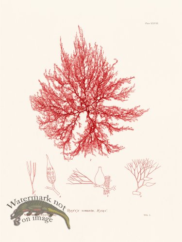 (image for) Bradbury Seaweed 028