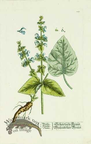 (image for) Blackwell German 046