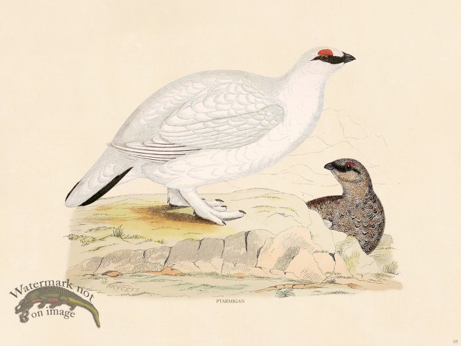 (image for) 05 BGB PTARMIGAN