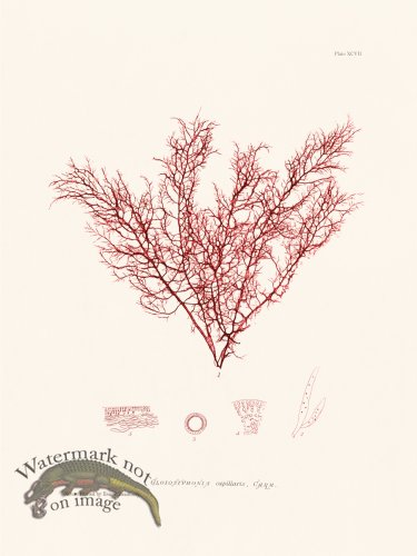 (image for) Bradbury Seaweed 097