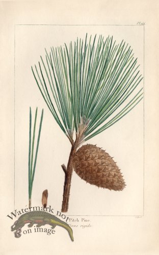 (image for) Pitch Pine