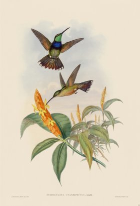 Gould Hummingbird 058