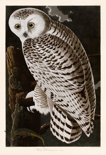 (image for) 121 Snowy Owl 2