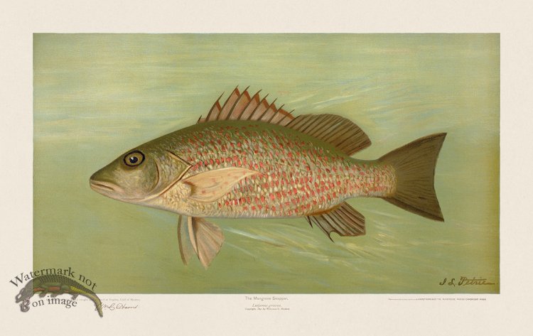 (image for) Mangrove Snapper